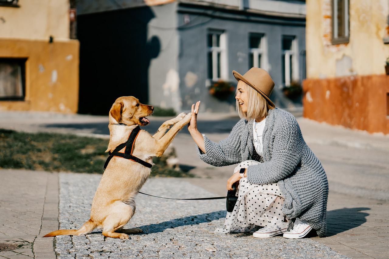 voyager en france avec chien